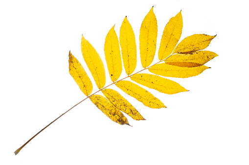 Yellow Ash Leaves With Stains Isolated On A White Stock Photo ...