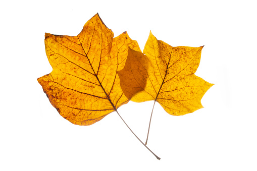 Brown autumn leafs from the Tulip tree. High quality photo