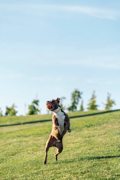 istock Purebred Dog Playing in the Park 1436708192