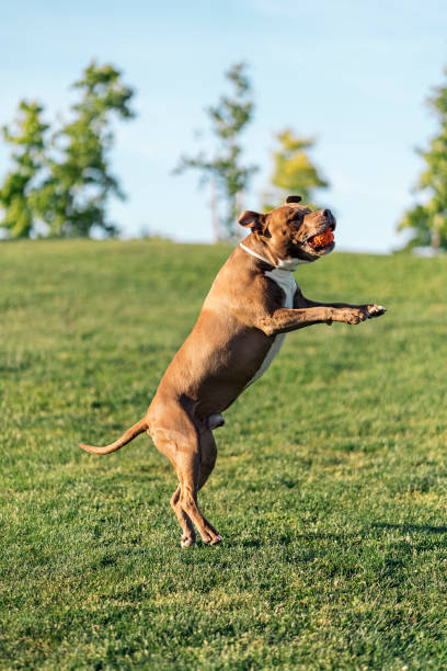 istock Purebred Dog Playing in the Park 1436708396