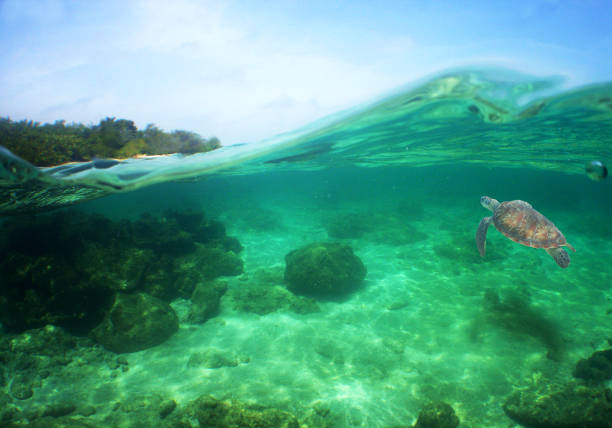istock Closeup shot of a turtle swimming underwater 1436709936