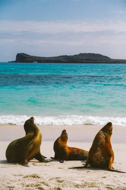 istock Sea lions on the beach 1436712427
