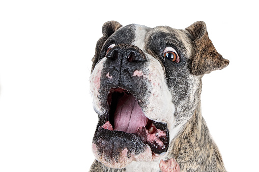 A closeup shot of a shocked dog isolated on a white background