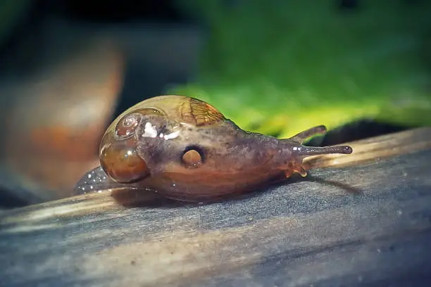 Eucobresia diaphana Ear-Shaped Glass Snail. Digitally Enhanced Photograph.