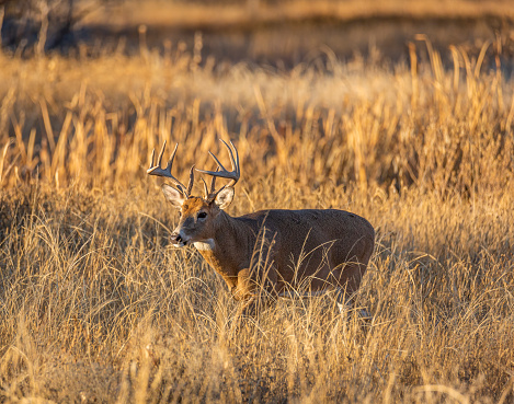 Male White tailed deer walking out from wetlands into grassy meadow at sunset
