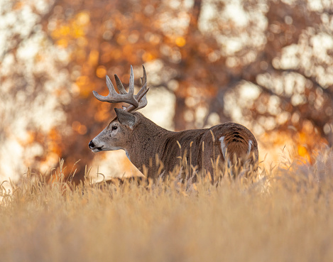 Mature male White tailed deer with thick heavy antlers focusing attention away from camera