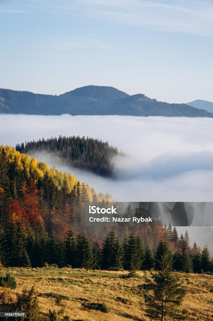 Scenic view of the forest in a fog at sunrise in the mountains Scenic view of the forest in a fog at sunrise in the mountains in autumn Ukraine Stock Photo