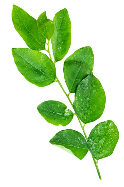 istock Sauropus androgynus or Sweet Shoots 1436717814