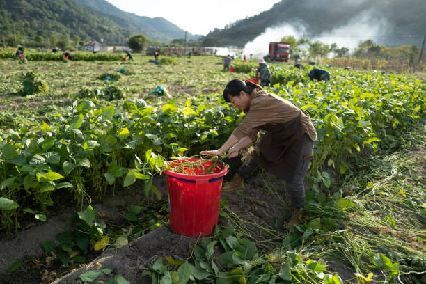 Rice planting