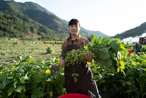 Farmer harvesting ripe edamame on the farm