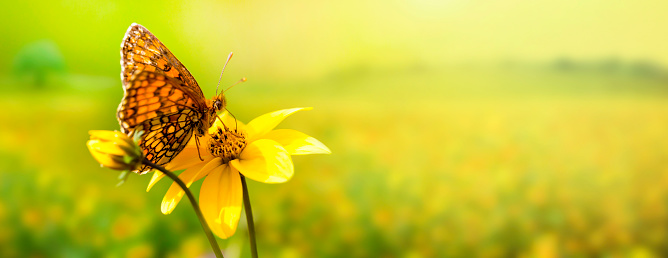 A macro image of a butterfly pollinating yellow flowers.