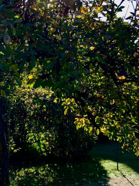 istock Autumn foliage in a garden 1436720104