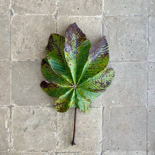 istock Hoja de Yarumo Yarumo Leaf Arbol de Yarumo 1436722123
