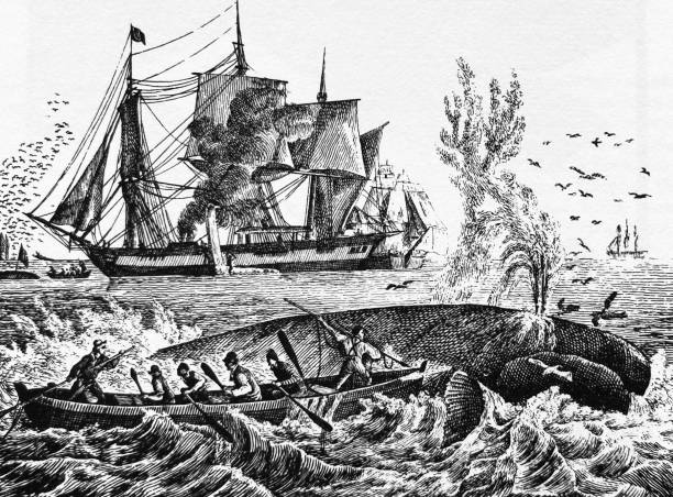 Whaling Illustration from 19th century. whaling stock illustrations