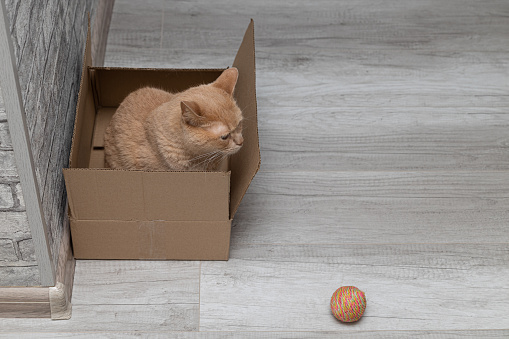 adult cat sitting in a cardboard box. cat looks out of the box. High quality photo