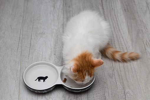 little kitten eats food from a bowl. kitten eating dry food. High quality photo