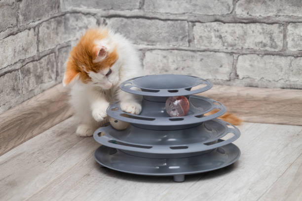 istock little kitten playing with kitten ball toy. 1436726715