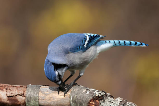 istock Blue Jays fighting over food 1436726778