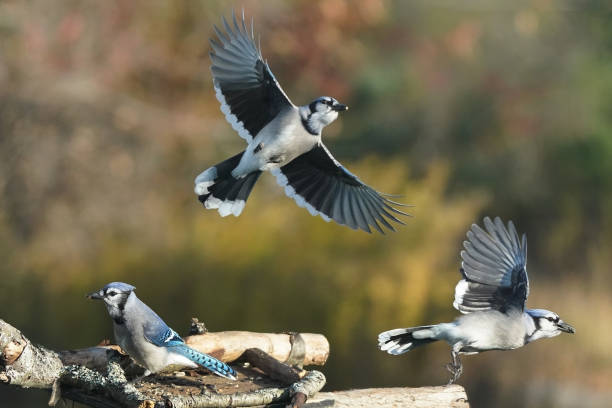 istock Blue Jays fighting over food 1436727781