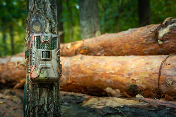 istock Camera trap attached in the forest, woods monitoring 1436728953