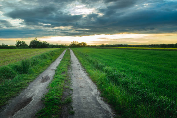 istock Long dirt road through fields and evening clouds on the sky 1436728958