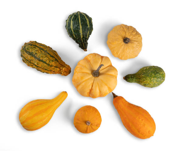istock top view of pumpkins isolated on white background 1436729043
