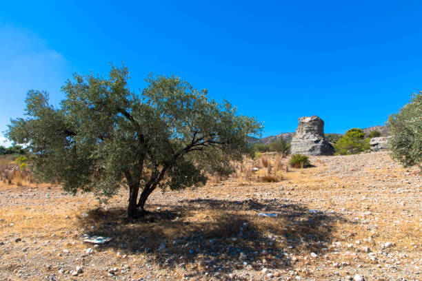 istock Lonely standing olive tree with mountain and blue sky in the background. 1436729110