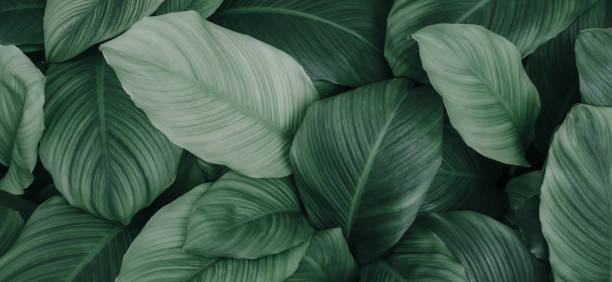istock tropical leaves, abstract green leaf texture in garden, nature background 1436730373