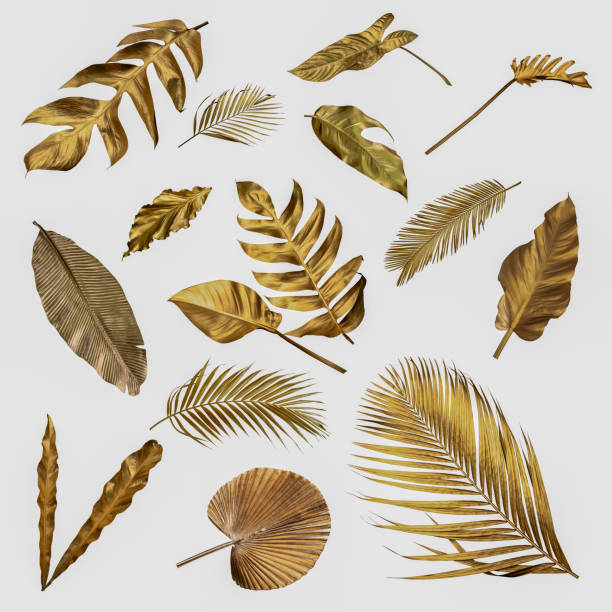 istock Gold monstera leaves plant frame isolated on a white background. top view. copy space. abstract. 1436730493