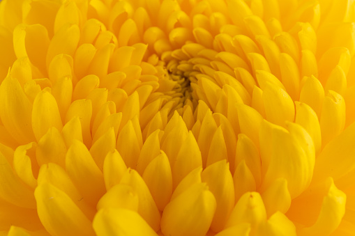 Bright yellow sunflower's pollen and petals.