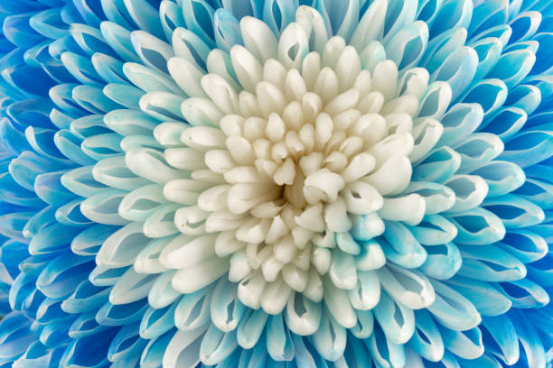 istock Blue and white chrysanthemum head flower in close up.   Floral pattern, object. Flat lay, top view. 1436730783