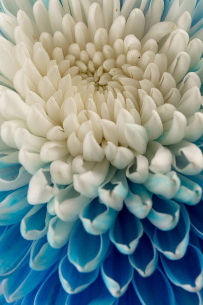 istock Blue and white chrysanthemum head flower in close up.   Floral pattern, object. Flat lay, top view. 1436730796