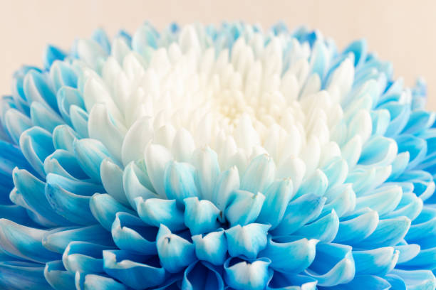 istock Blue and white chrysanthemum head flower in close up.   Floral pattern, object. Flat lay, top view. 1436730798