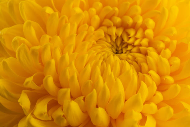 istock Yellow chrysanthemum head flower in close up.  Creative autumn concept. Floral pattern, object. 1436730805
