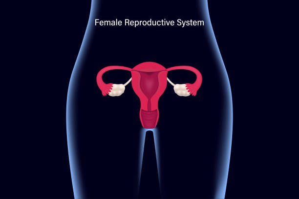 illustrazioni stock, clip art, cartoni animati e icone di tendenza di sistema riproduttivo femminile. utero, tube di falloppio e ovaie con vettore a raggi x. - vagina uterus human fertility x ray image