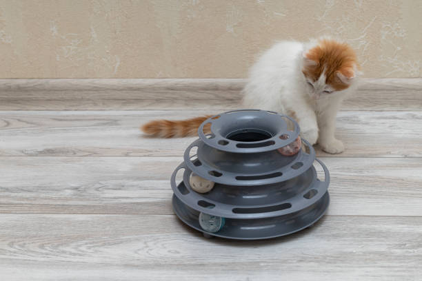 istock little kitten playing with kitten ball toy 1436732464
