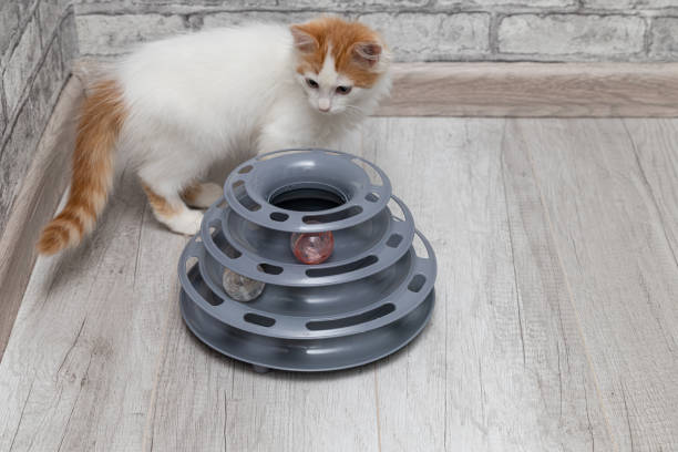 istock kitten walks around a toy with a ball 1436732465