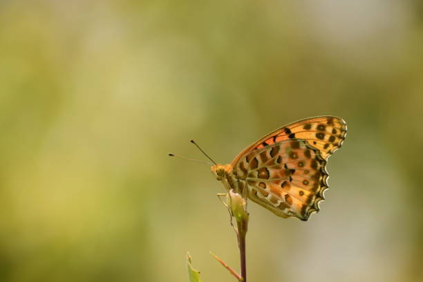 istock Butterfly resting on a twig in the sunny day 1436732755