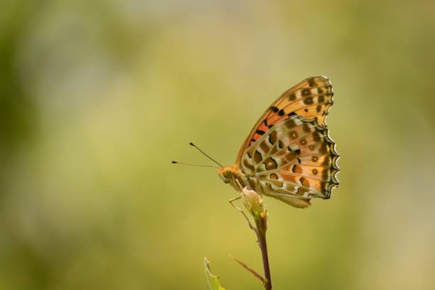 istock Butterfly resting on a twig in the sunny day 1436732804
