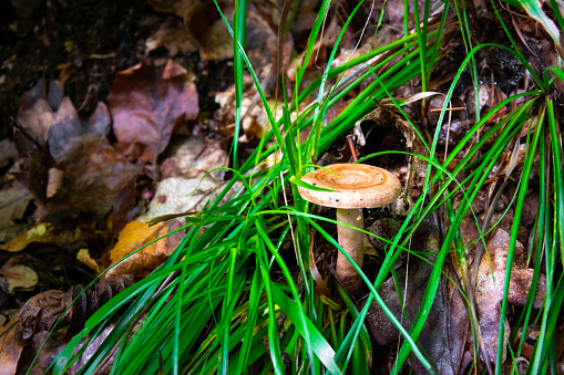 Lactarius torminosus fungus. The fungus has a funnel-shaped hat with dark circles. In the background, autumn leaves and grass