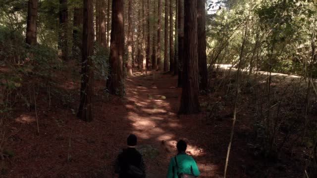 Couple walking in the middle of red wood forest