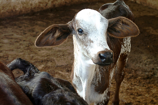 Cute newborn calf.