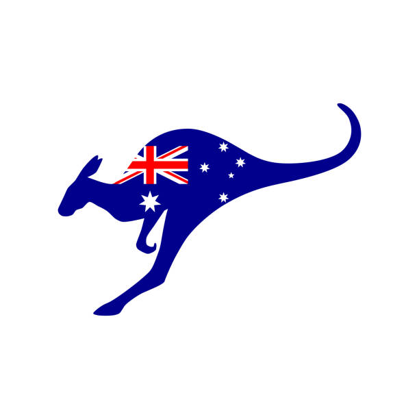 Australian kangaroo Australia flag on kangaroo silhouette. Graphic sign isolated on white background. Vector illustration australian flag flag australia british flag stock illustrations