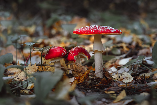 Amanita muscaria, commonly known as the fly agaric or fly amanita is a basidiomycete of the genus Amanita.  It is also known as a muscimol mushroom.