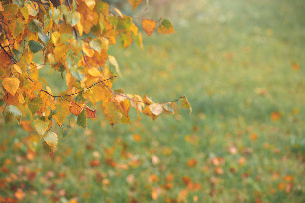 View through branch of birch tree with yellow leaves in autumn day