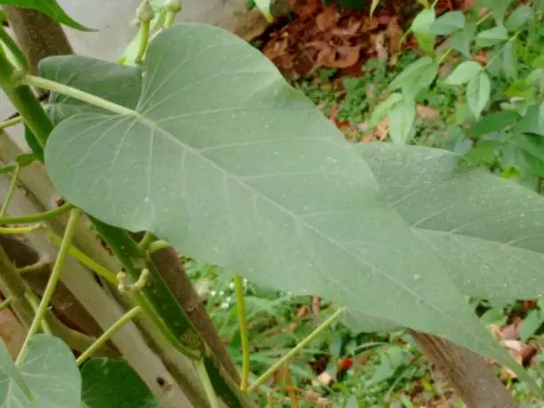 Morning glory, bush morning glory, badoh negro, morning glory tree, besharam, matacabra, borrachero, algodão-bravo, pipe-cane, canudo-de-pito (Ipomoea carnea),  is a species belonging to the bindweed or morning glory family (Convolvulaceae), of the order Solanales.