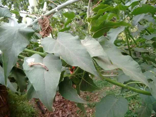 Morning glory, bush morning glory, badoh negro, morning glory tree, besharam, matacabra, borrachero, algodão-bravo, pipe-cane, canudo-de-pito (Ipomoea carnea),  is a species belonging to the bindweed or morning glory family (Convolvulaceae), of the order Solanales.