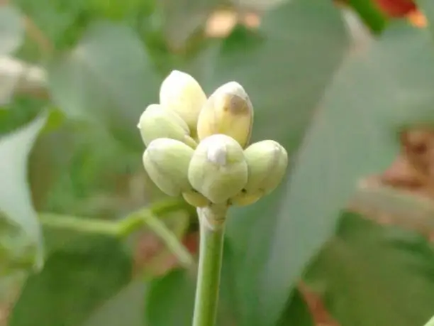 Morning glory, bush morning glory, badoh negro, morning glory tree, besharam, matacabra, borrachero, algodão-bravo, pipe-cane, canudo-de-pito (Ipomoea carnea),  is a species belonging to the bindweed or morning glory family (Convolvulaceae), of the order Solanales.