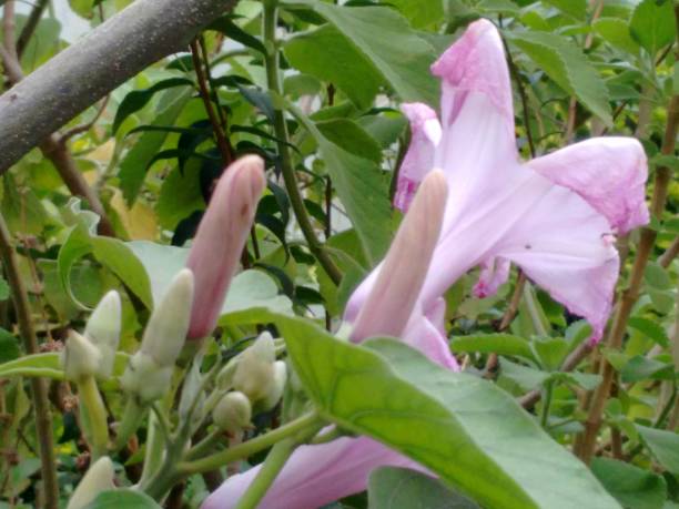 Morning glory, bush morning glory, badoh negro, morning glory tree, besharam, matacabra, borrachero, algodão-bravo, pipe-cane, canudo-de-pito (Ipomoea carnea), is a species belonging to the bindweed or morning glory family (Convolvulaceae), of the order Solanales. capullo floral. flor de la gloria rosada de la mañana (ipomoea carnea), una mezcla suave de blanco con rosa pálido a púrpura, con una garganta de corola púrpura más oscura, cimas de pocas flores, en forma de trompeta, agrupadas al final de las ramas.