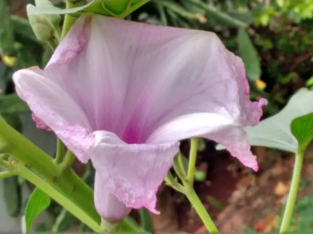 Morning glory, bush morning glory, badoh negro, morning glory tree, besharam, matacabra, borrachero, algodão-bravo, pipe-cane, canudo-de-pito (Ipomoea carnea),  is a species belonging to the bindweed or morning glory family (Convolvulaceae), of the order Solanales.